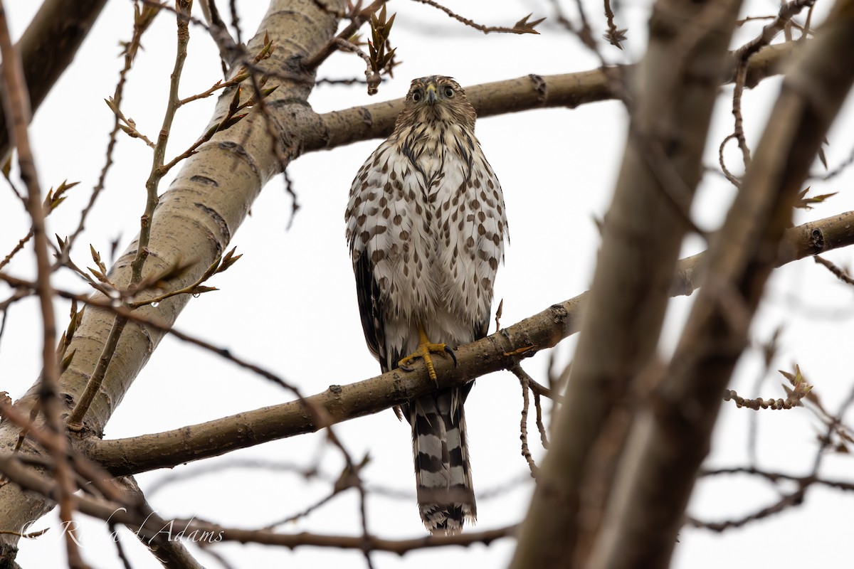 Cooper's Hawk - ML610739897