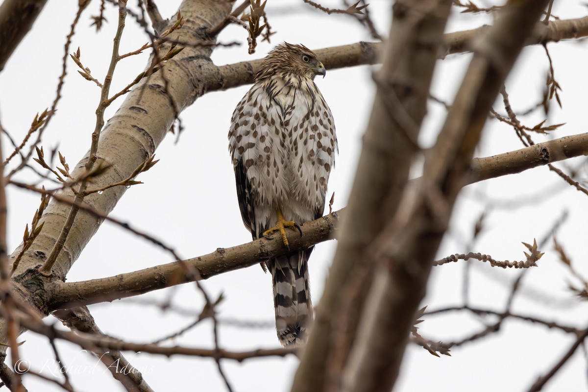 Cooper's Hawk - ML610739898