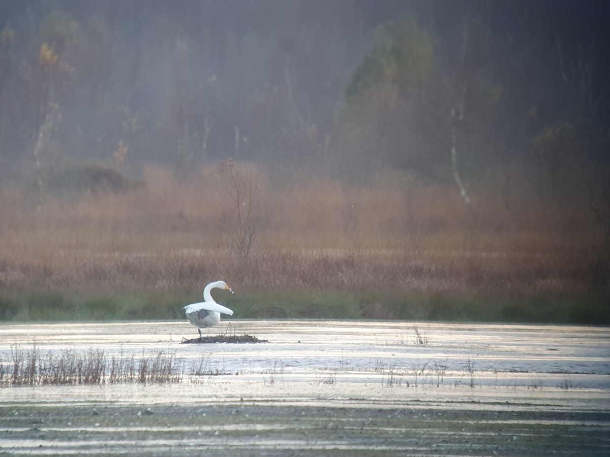 sangsvane - ML610739944