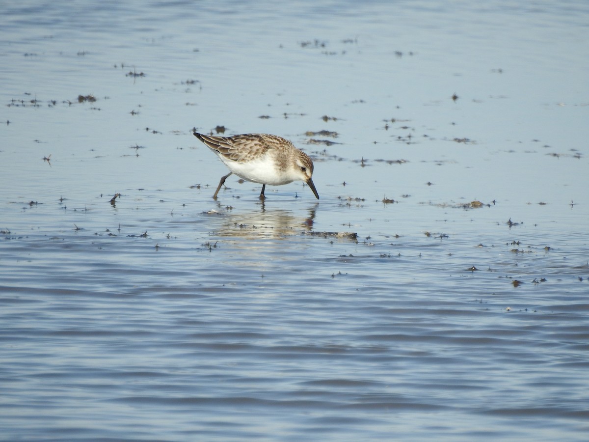 Semipalmated Sandpiper - ML610739978