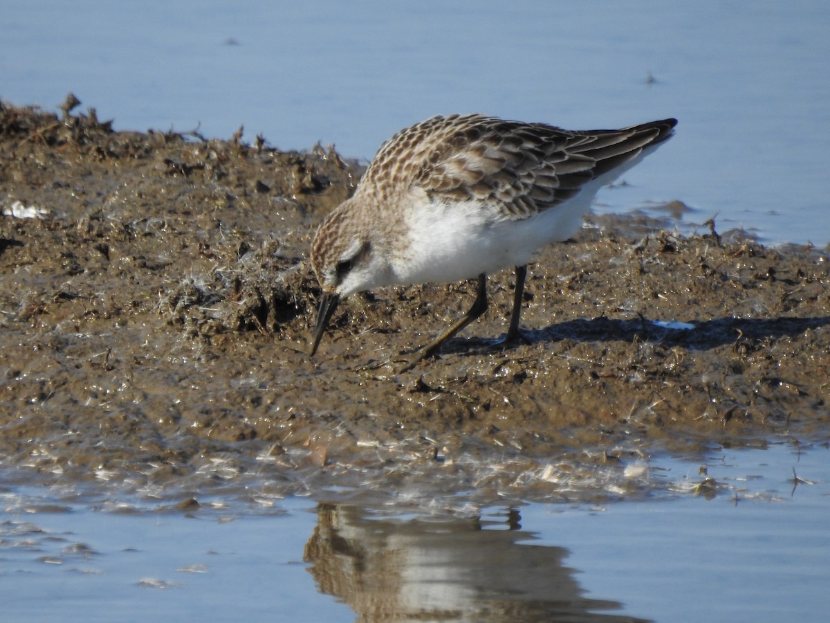 Semipalmated Sandpiper - ML610739979