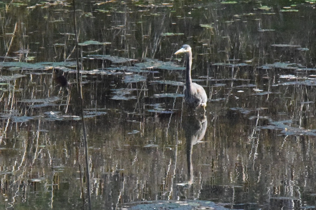 Great Blue Heron - ML610740018