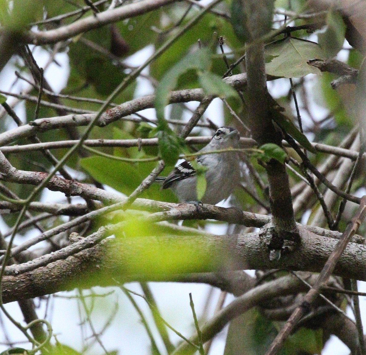 Tiluchí de Purús - ML610740061