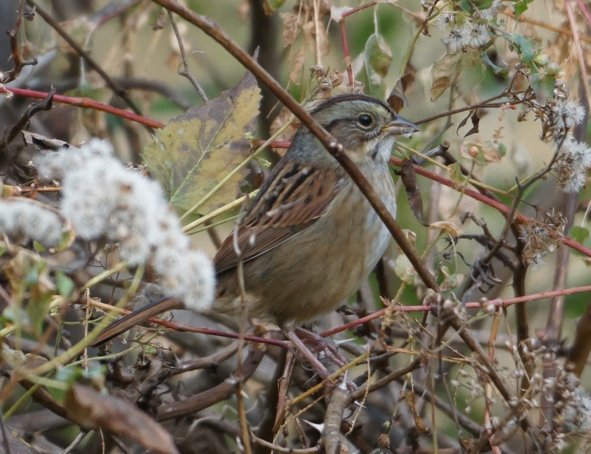 Swamp Sparrow - ML610740074