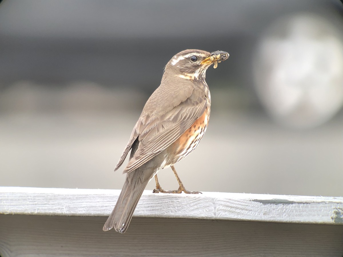 Redwing - Adrien Pajot