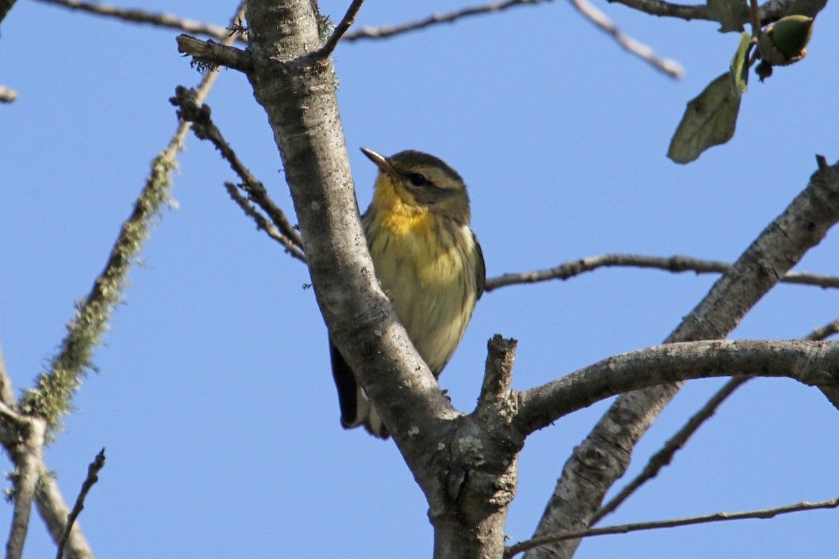 Blackburnian Warbler - ML610740094