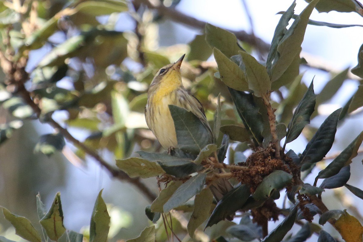 Blackburnian Warbler - ML610740100