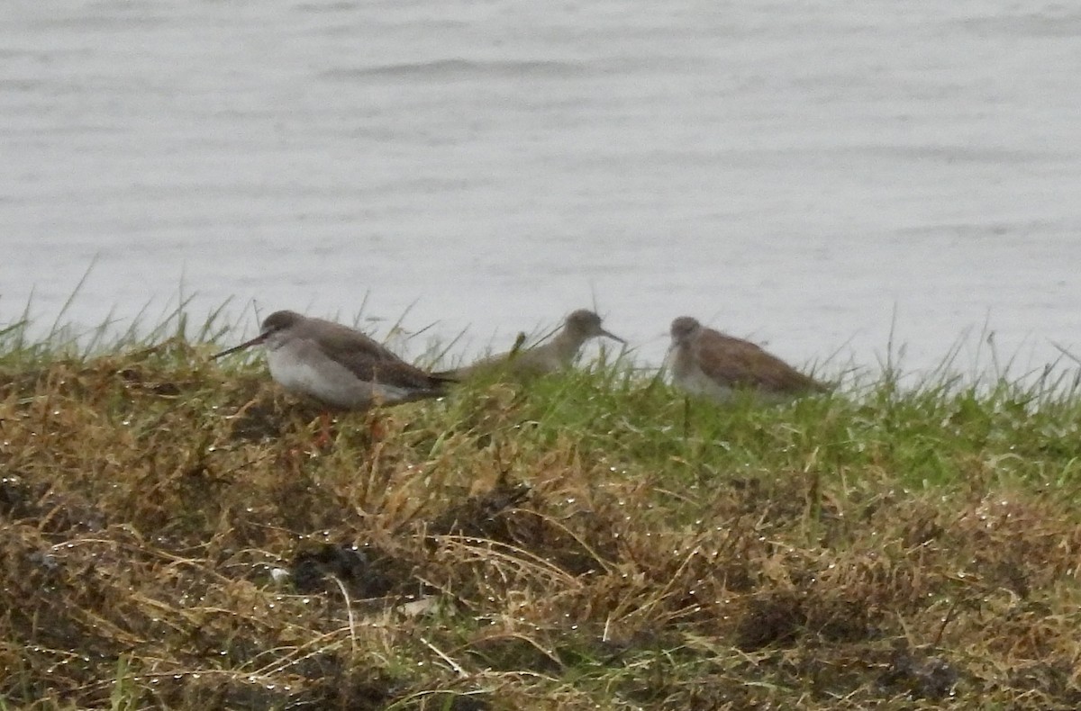 Spotted Redshank - ML610740108