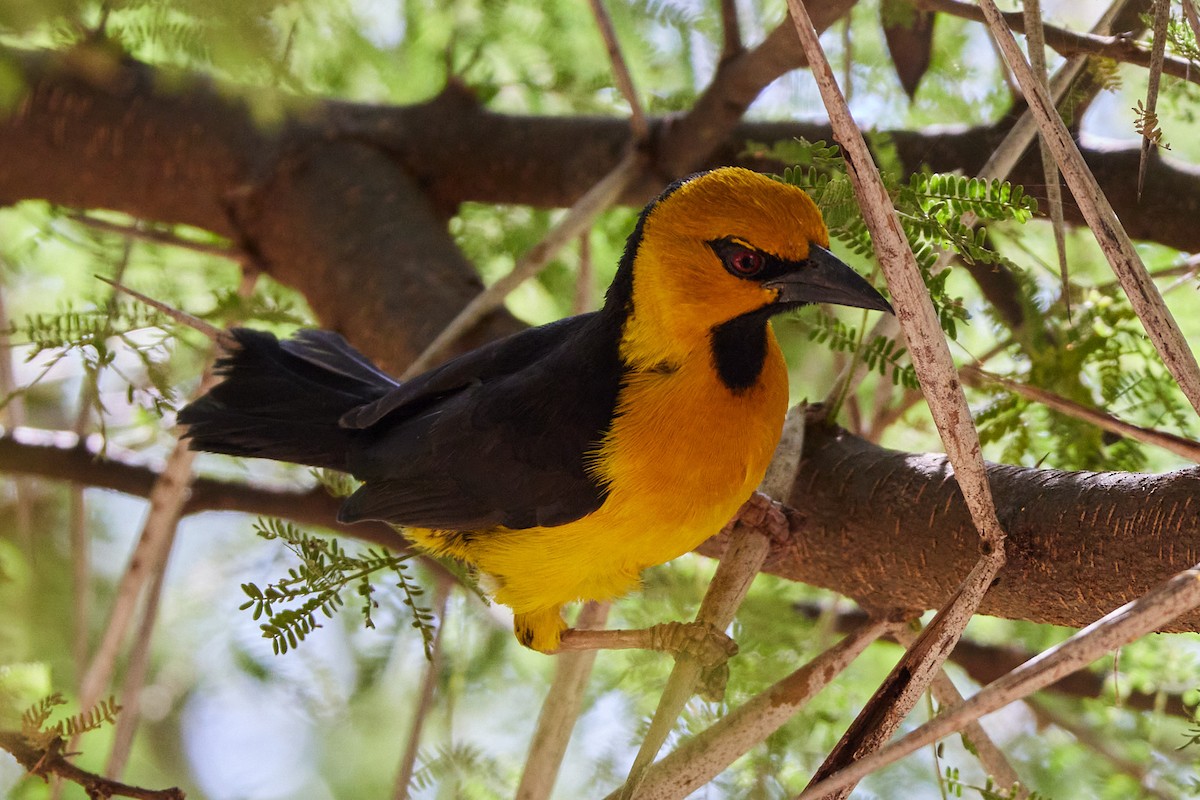 Black-necked Weaver - Oliver Kell