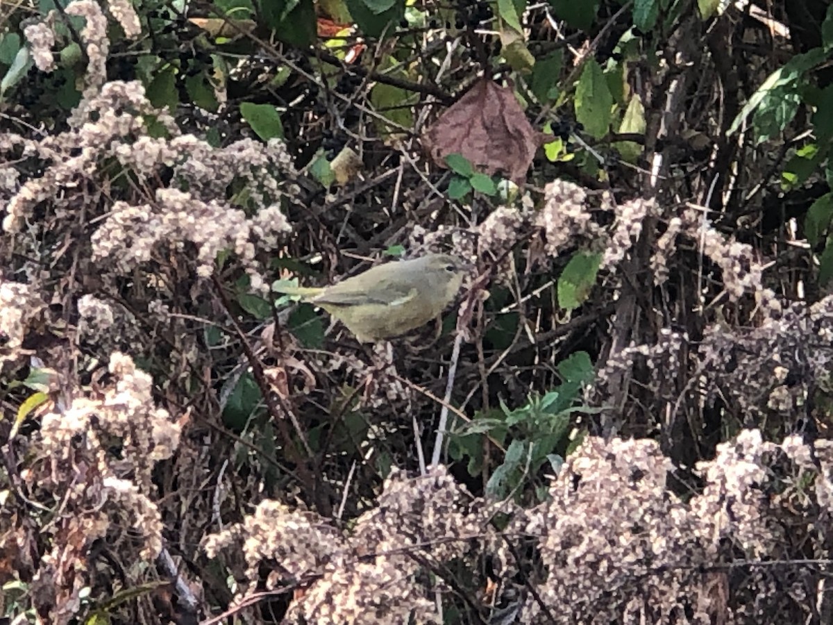 Orange-crowned Warbler - ML610740150