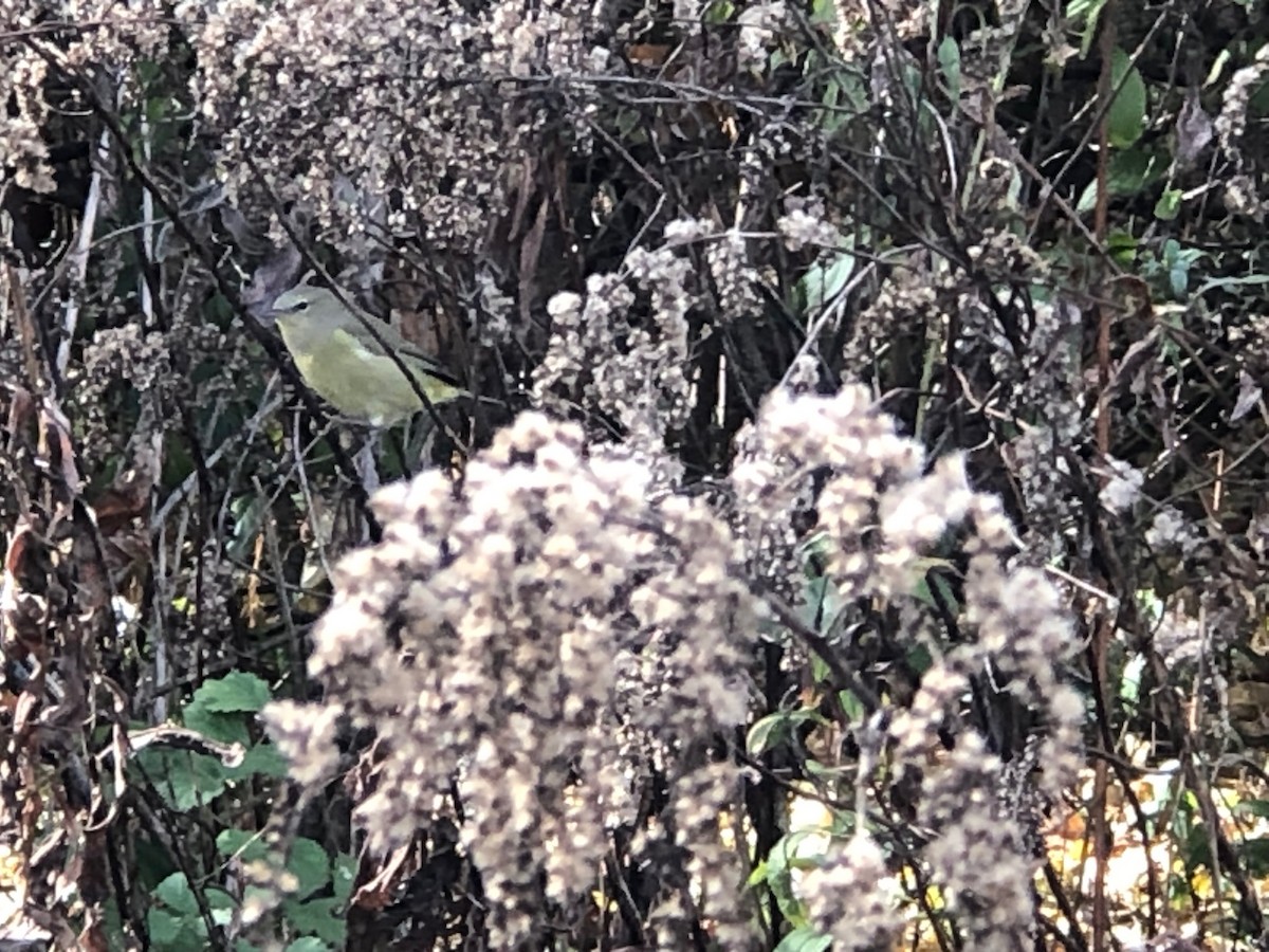 Orange-crowned Warbler - ML610740151