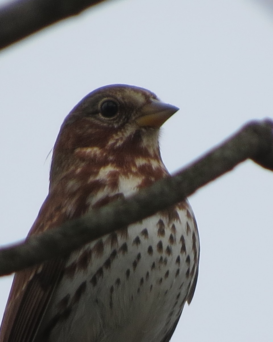 Fox Sparrow (Red) - ML610740197