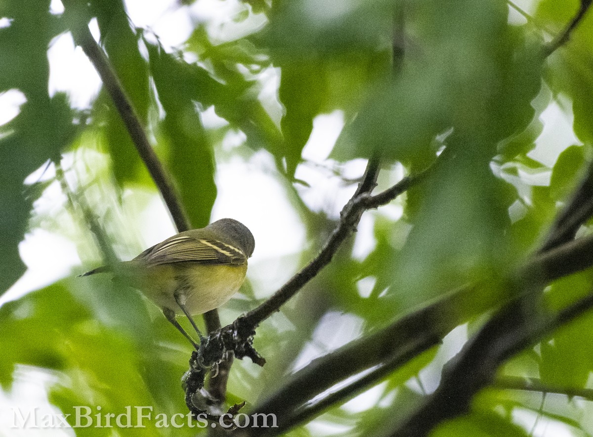 White-eyed Vireo - ML610740202