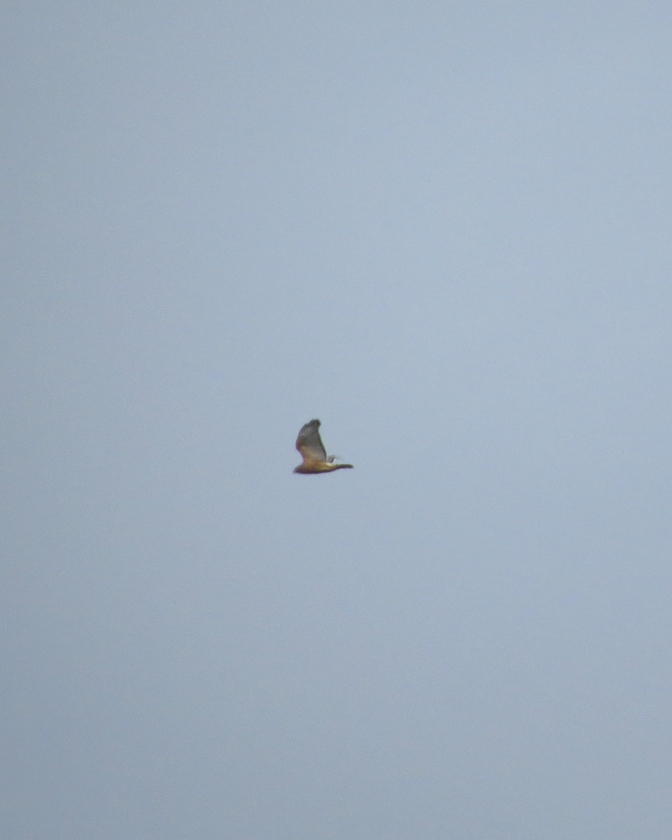 Red-shouldered Hawk - Tristan Lowery