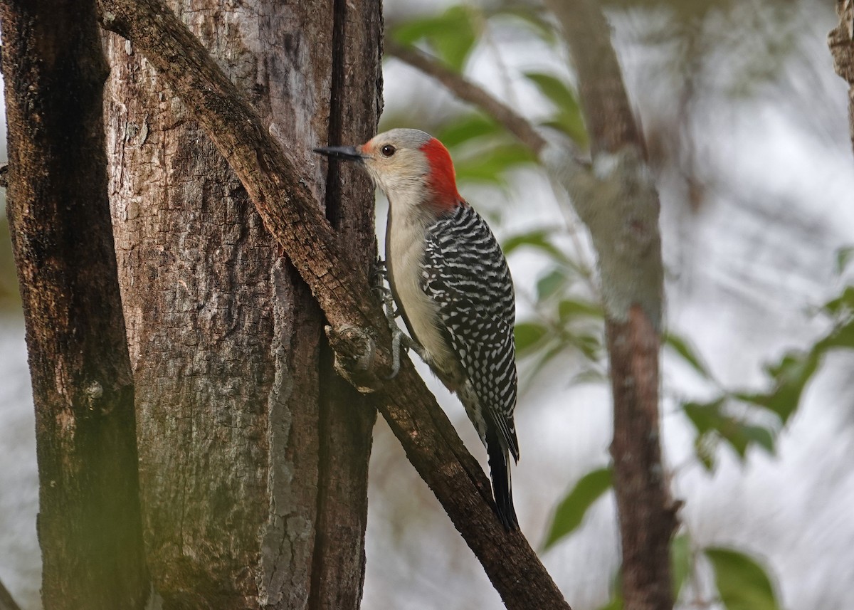 Red-bellied Woodpecker - N. Wade Snyder
