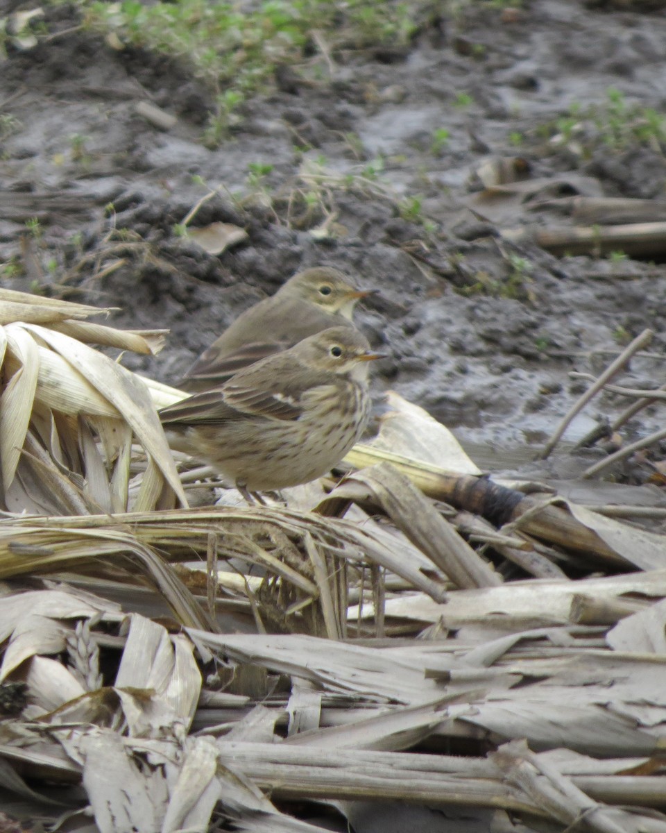 American Pipit - Tristan Lowery