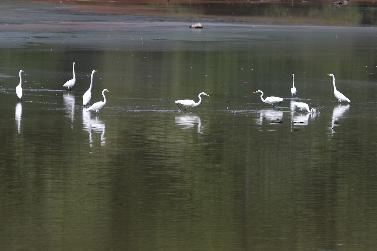 Great Egret - ML610740243