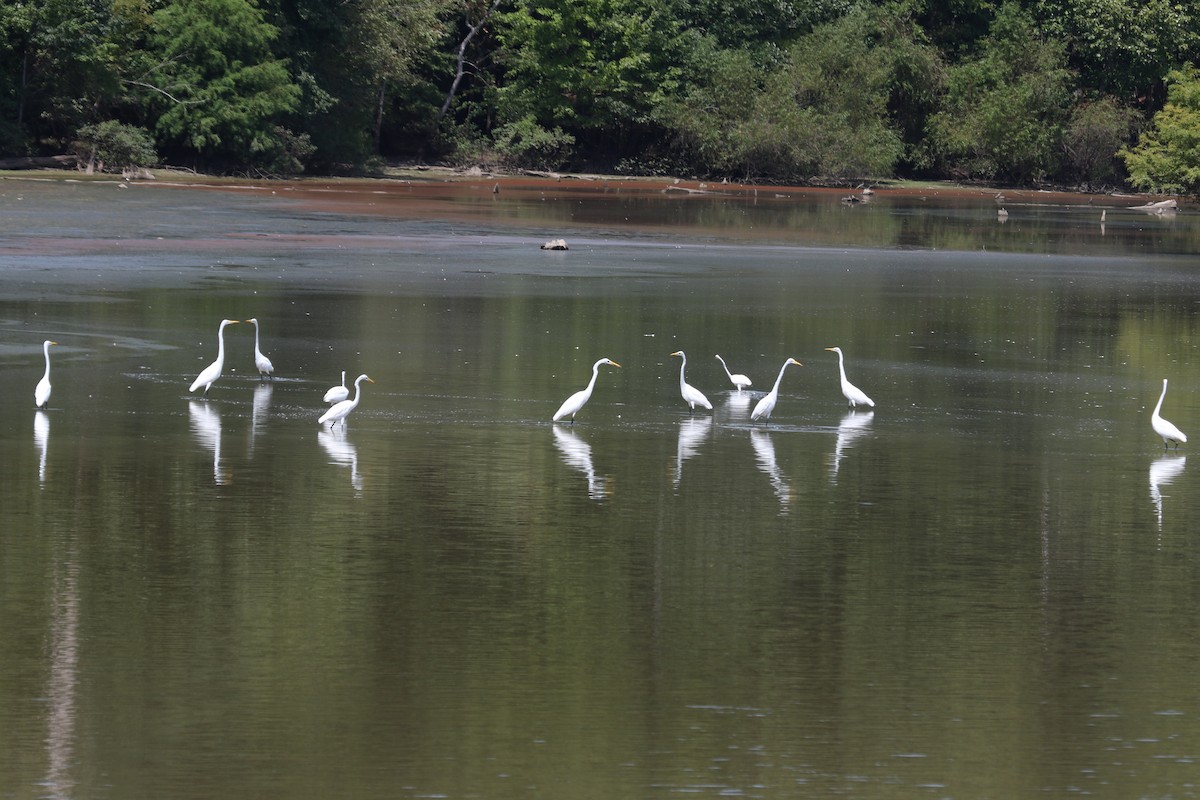 Great Egret - ML610740244