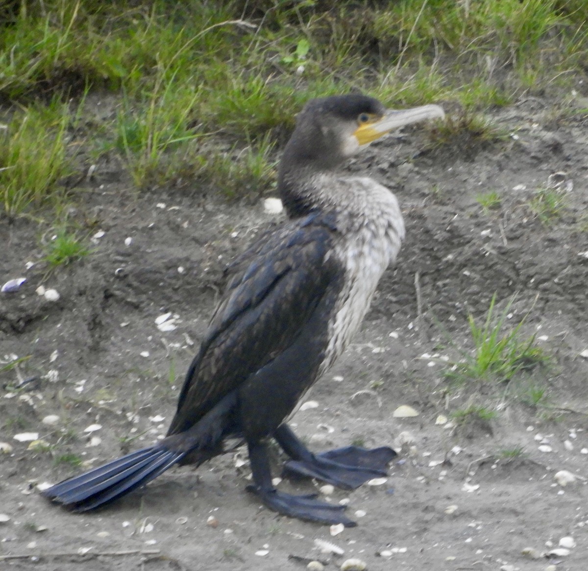 カワウ - ML610740336