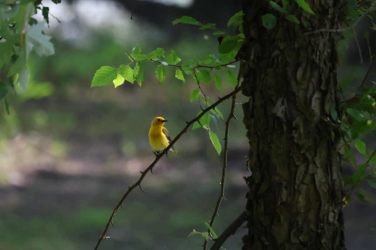 Prothonotary Warbler - ML610740360