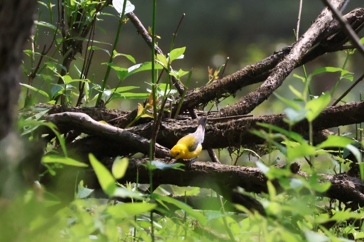 Prothonotary Warbler - ML610740361