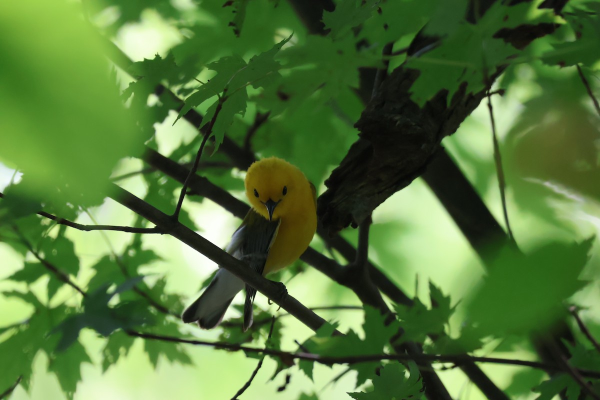 Prothonotary Warbler - ML610740362