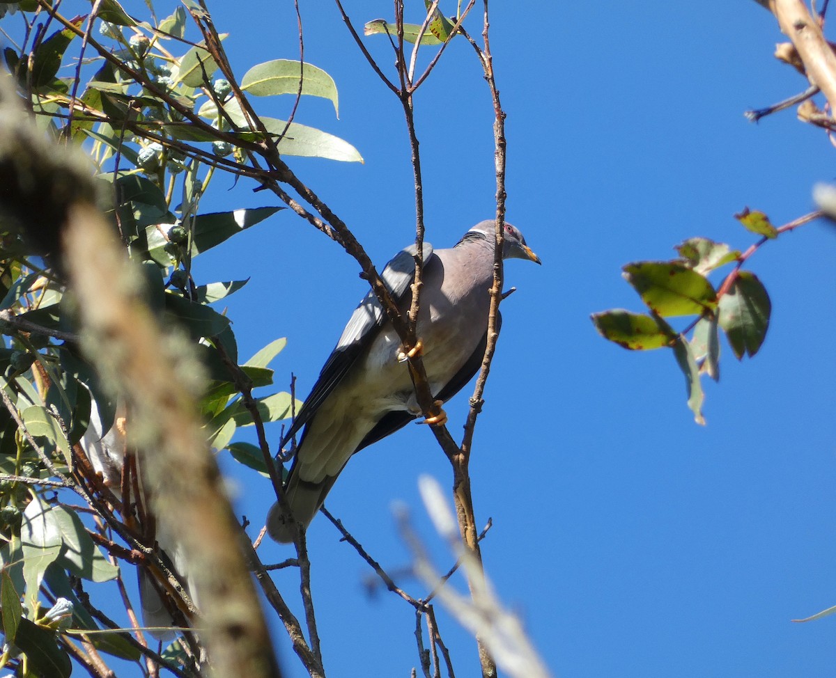 Band-tailed Pigeon - Kevin Liberg