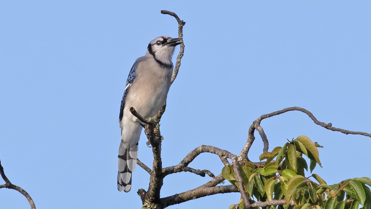 Blue Jay - Sandra Wright