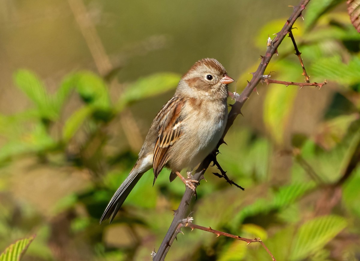 Field Sparrow - ML610740456