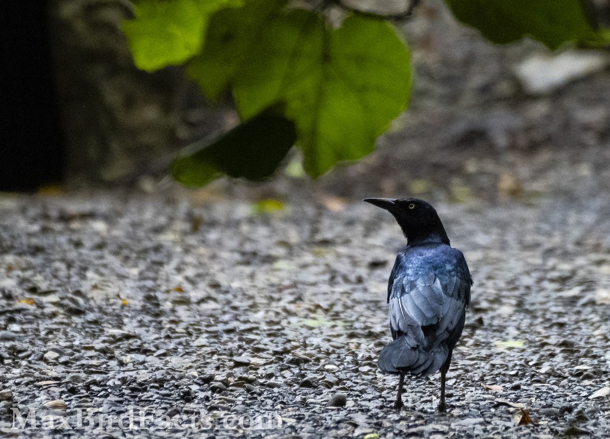 Great-tailed Grackle - Maxfield Weakley