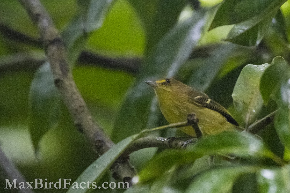 Mangrove Vireo - Maxfield Weakley