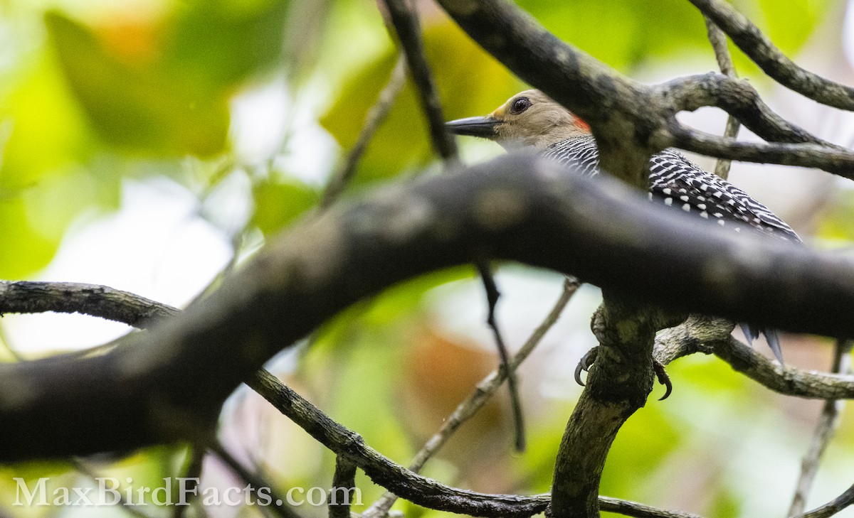 Golden-fronted Woodpecker - ML610740521