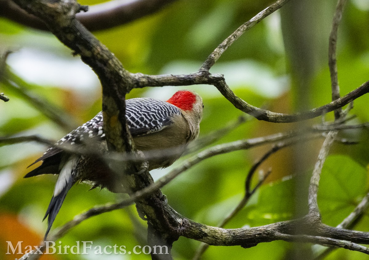 Golden-fronted Woodpecker - ML610740527