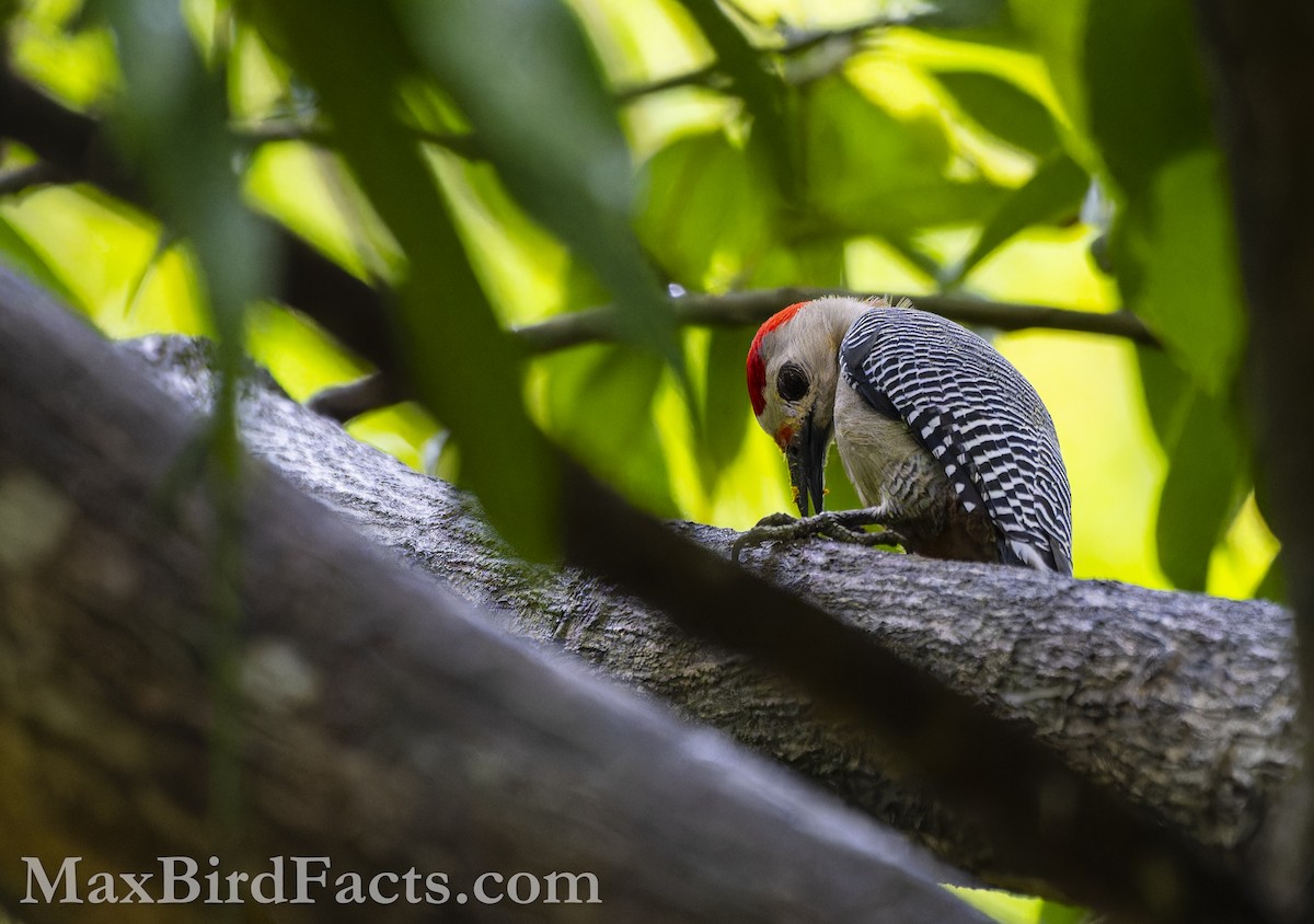 Golden-fronted Woodpecker - Maxfield Weakley