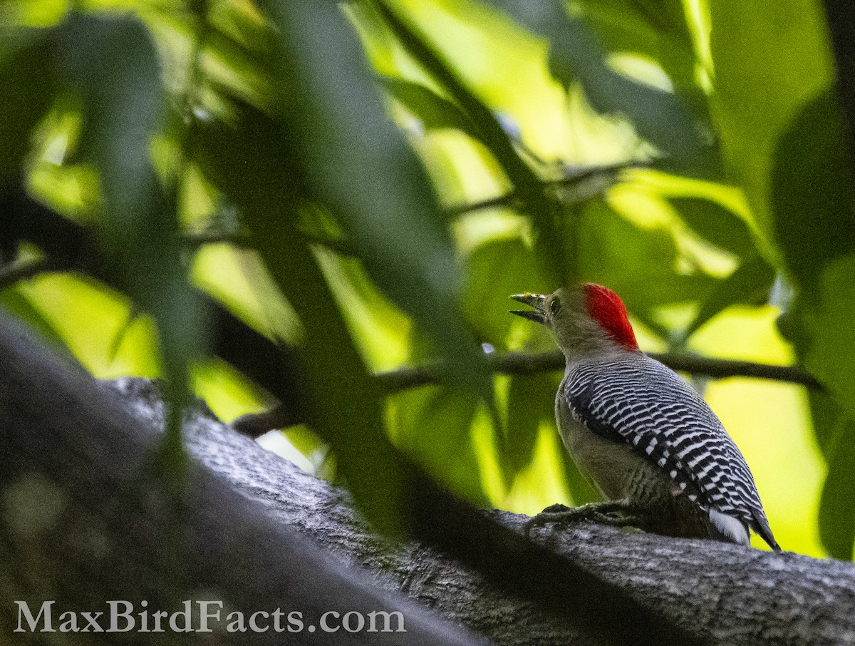 Golden-fronted Woodpecker - Maxfield Weakley