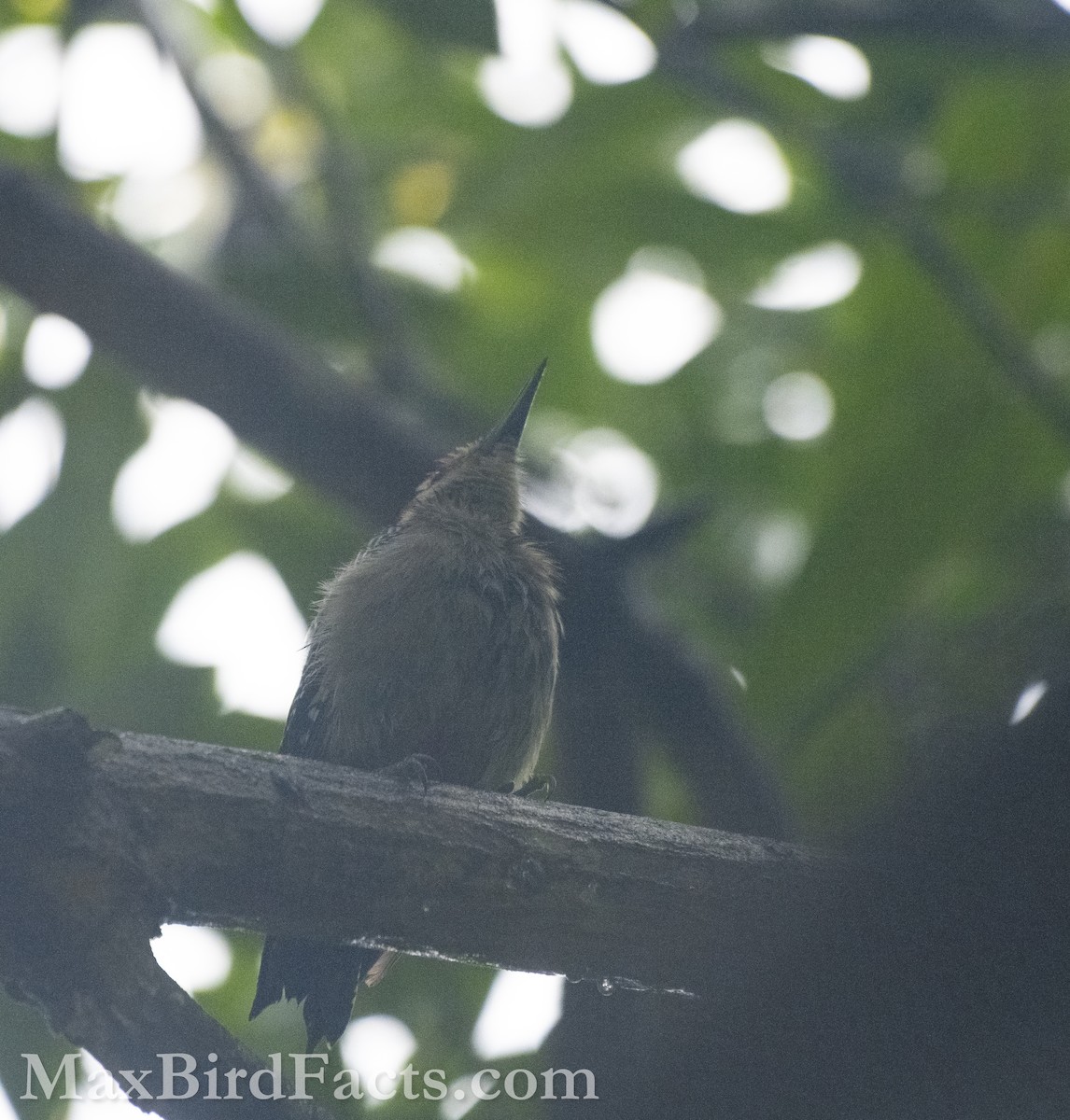 Golden-fronted Woodpecker - Maxfield Weakley