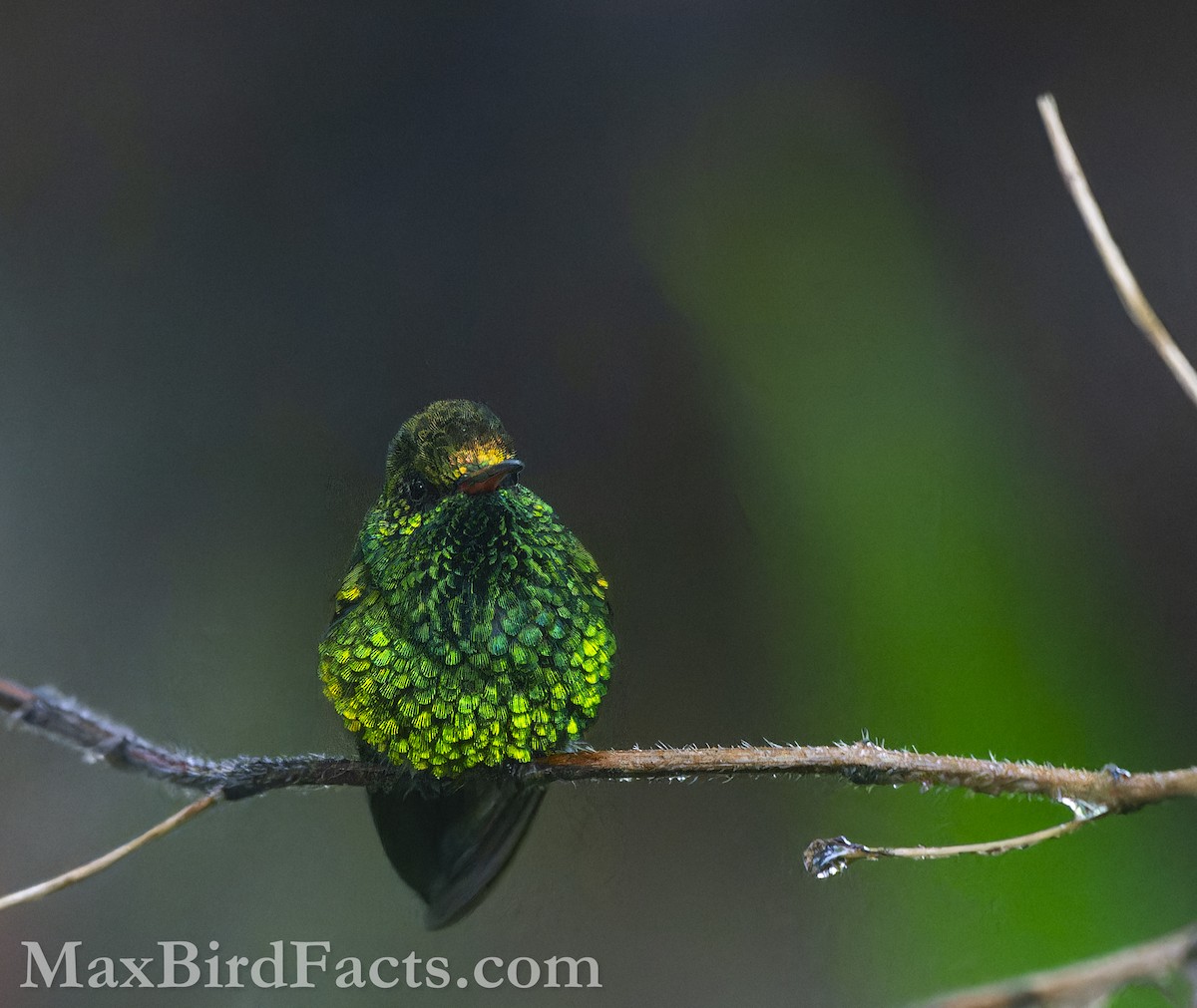 Canivet's Emerald (Canivet's) - Maxfield Weakley