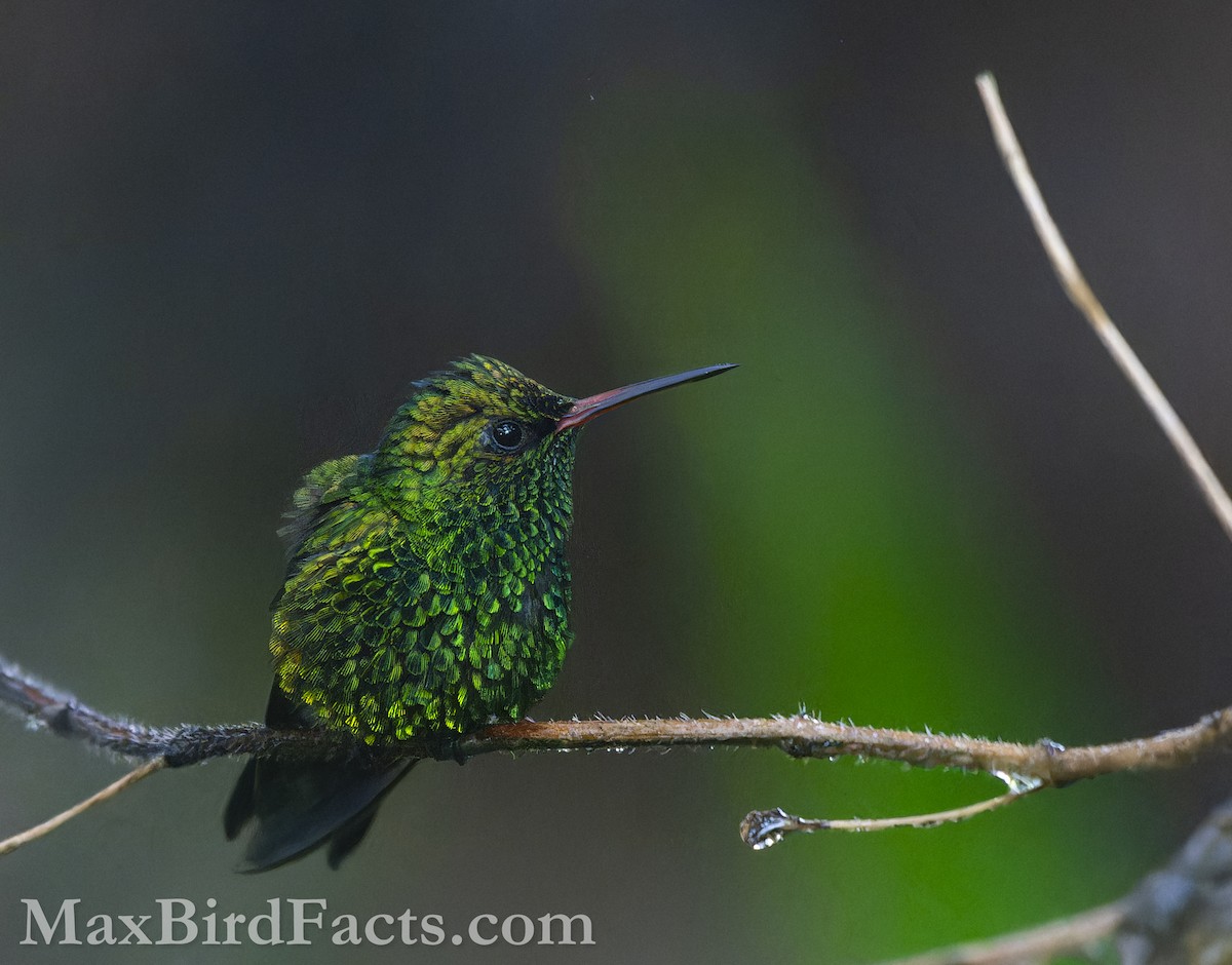 Canivet's Emerald (Canivet's) - Maxfield Weakley