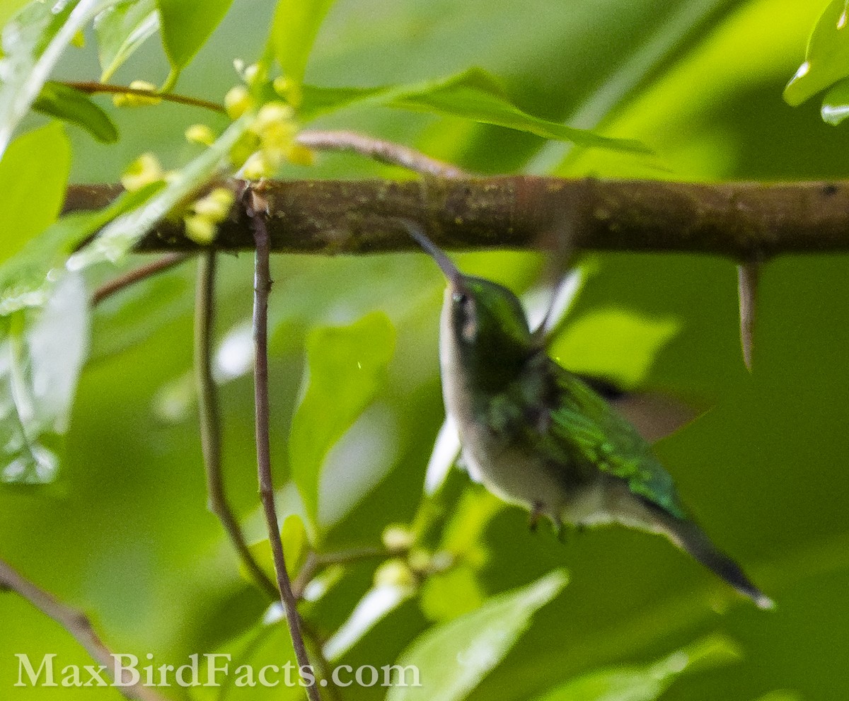 Canivet's Emerald (Canivet's) - ML610740575