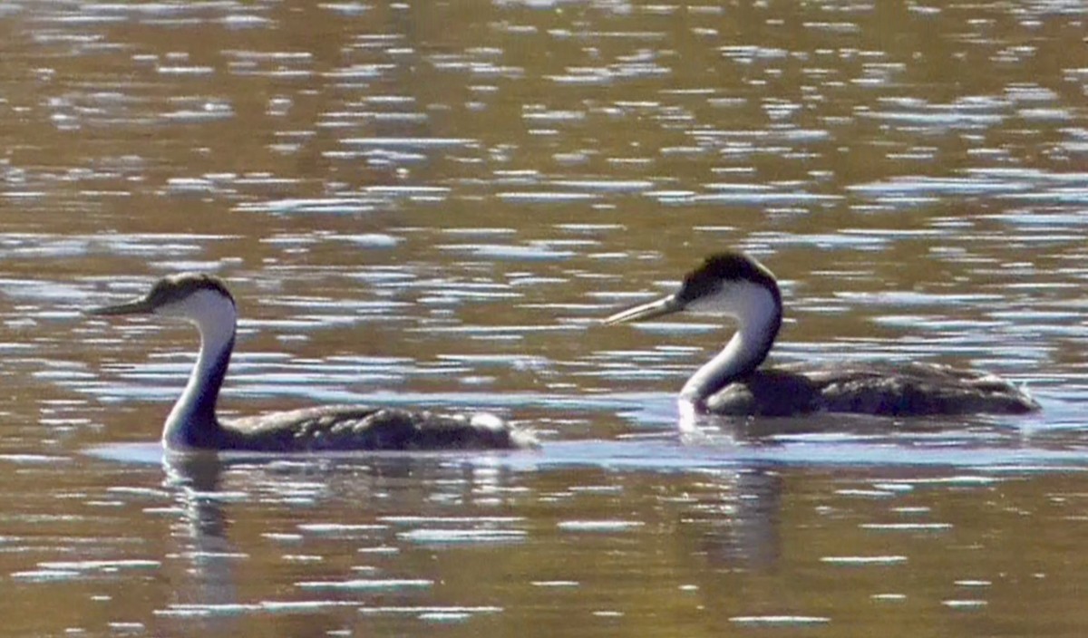 Western Grebe - Bernard Morris