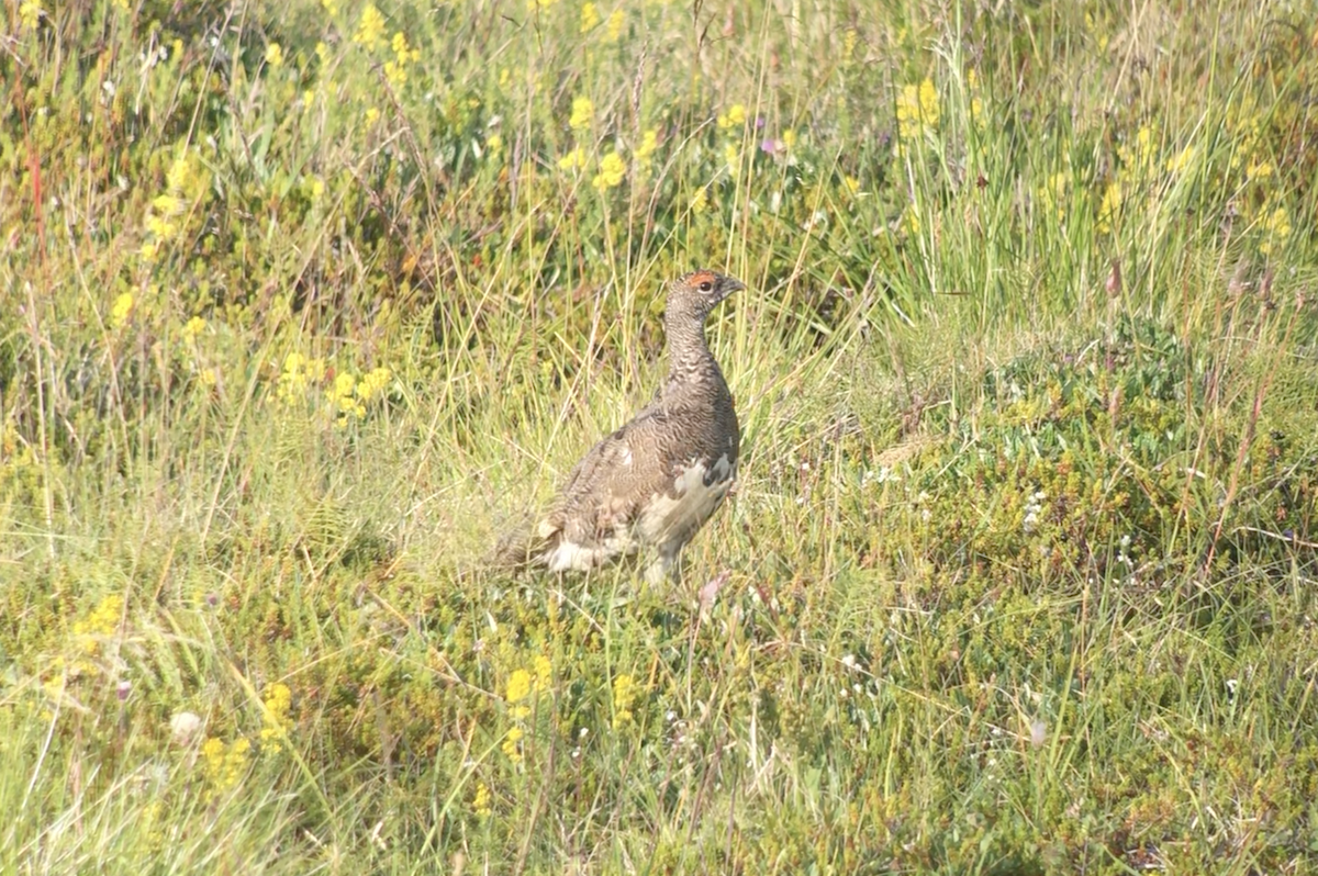 Rock Ptarmigan - ML610740805