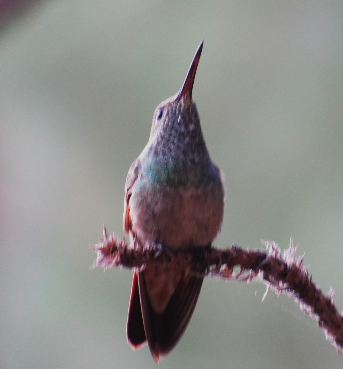 Berylline Hummingbird - ML610740818