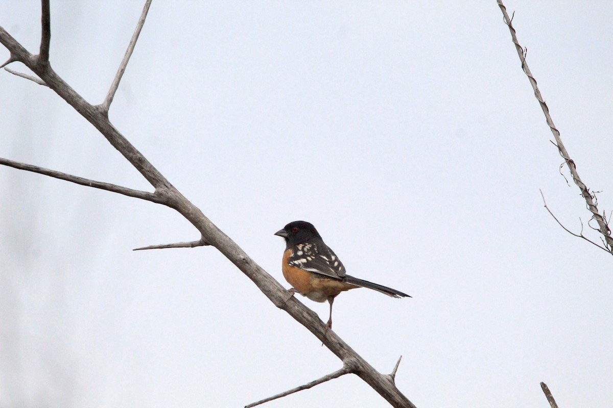 Spotted Towhee - ML610740845