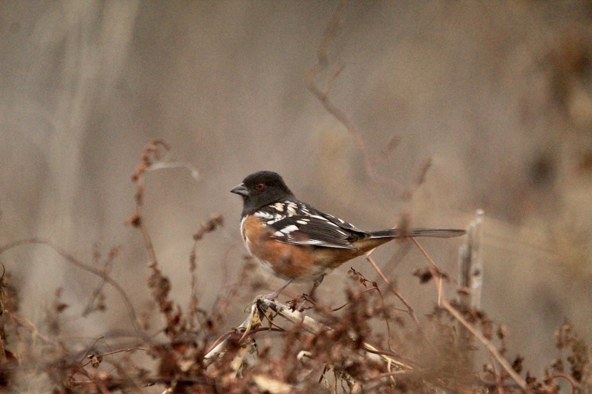 Spotted Towhee - ML610740846
