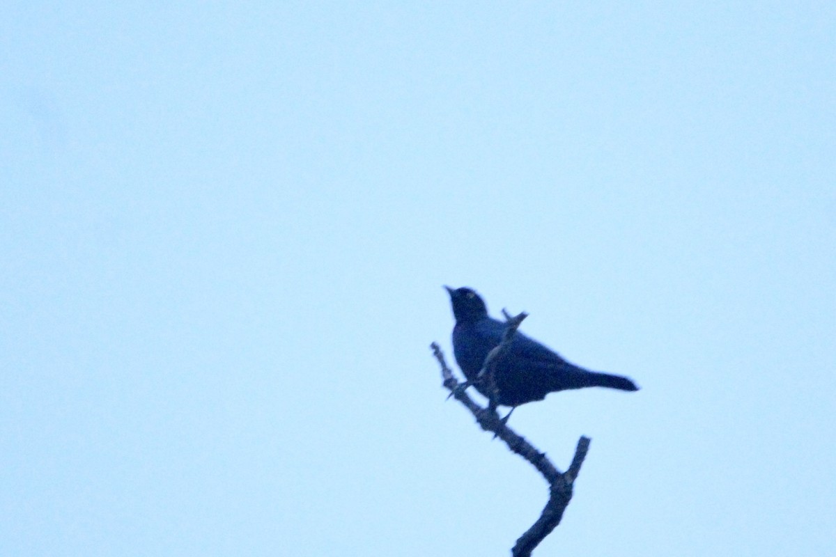 Brewer's Blackbird - ML610740863