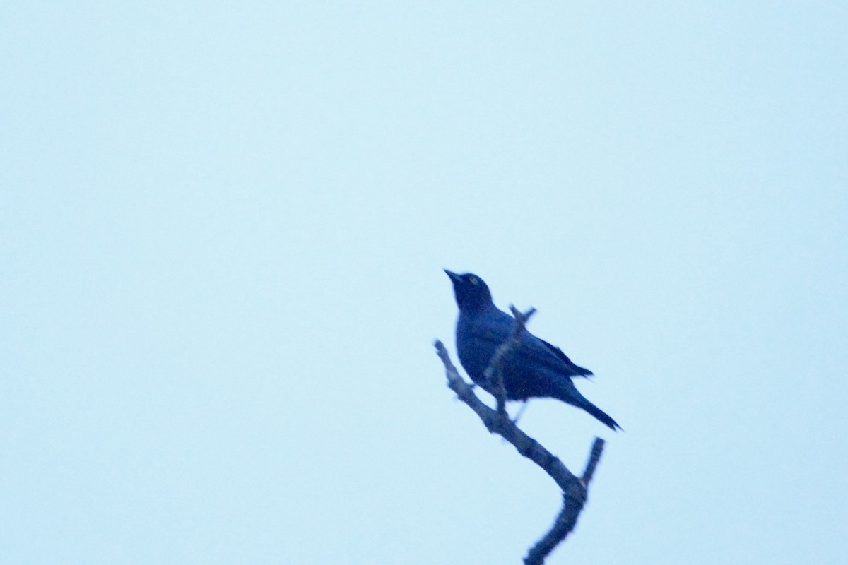 Brewer's Blackbird - ML610740864