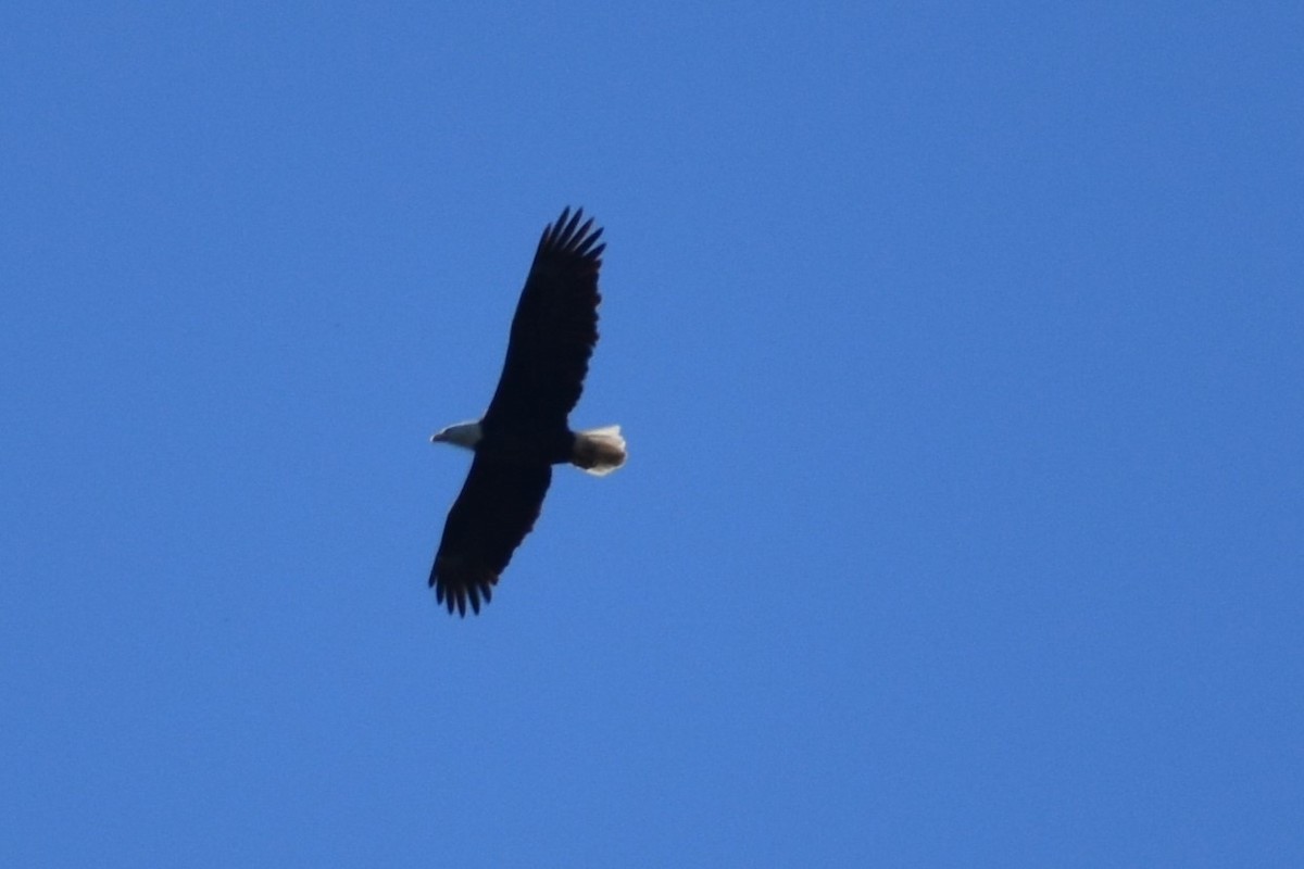 Bald Eagle - ML610740872