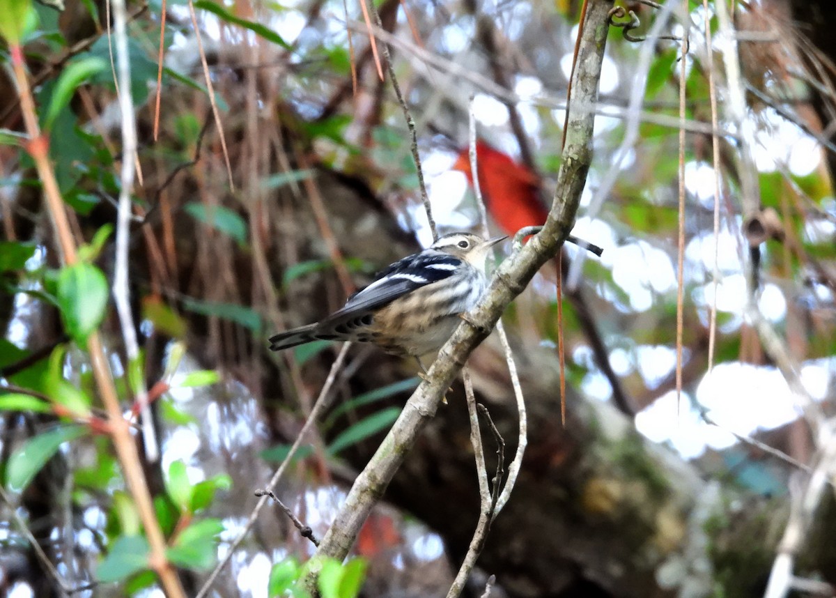 Black-and-white Warbler - ML610740934