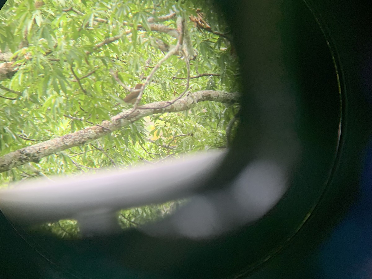 Lawrence's Thrush - ML610740986