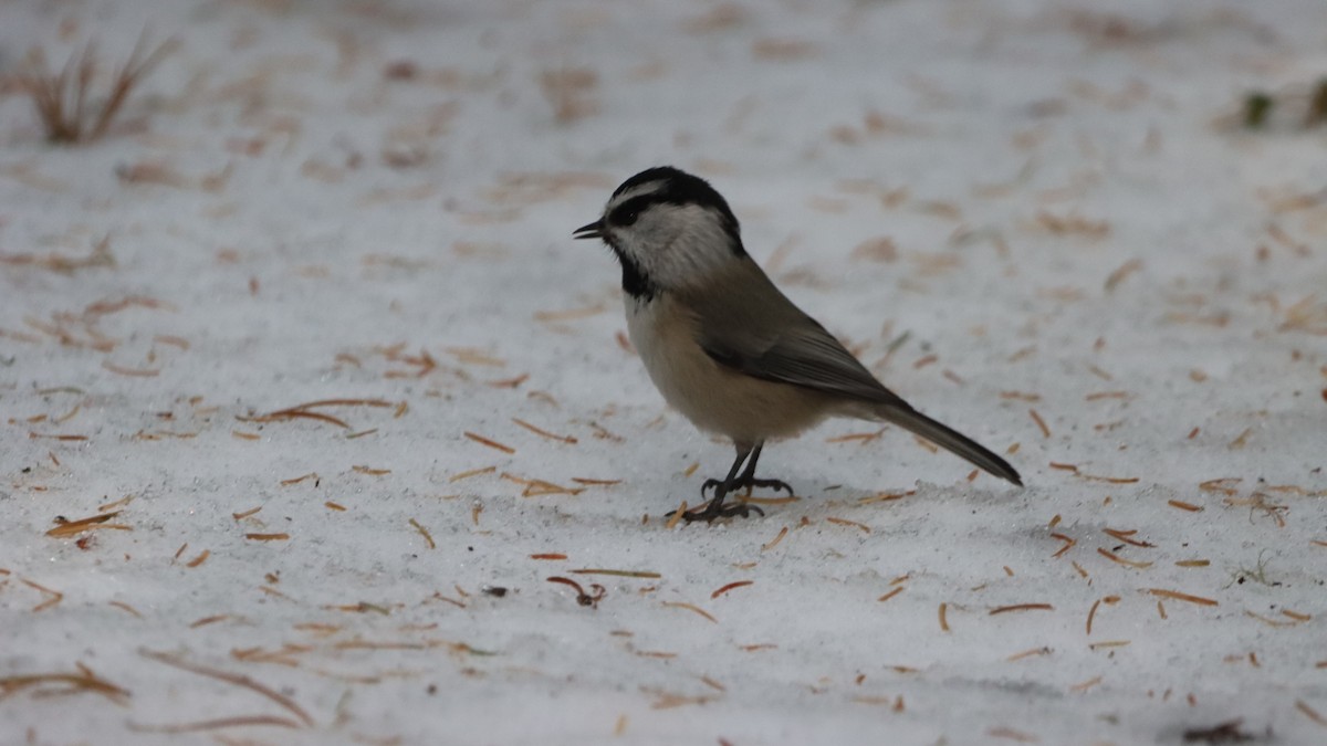 Mountain Chickadee - ML610741049